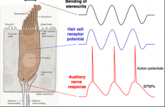 The receptor potential is the change in voltage inside a hair cell as a result of vibration of the basilar membrane. The intensity and frequency of the receptor potential mirrors the intensity and frequency of the sound waves.