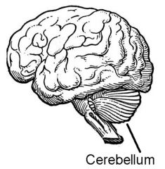 What doest the cerebellum control?