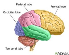 Frontal, Parietal, Temporal, and Occipital