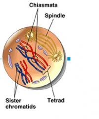 Metaphase 1:
-the centromere of each chromosome becomes attached a the spindle fiber 
-the spindle fibers pull the tetrads to the equator of the spindle 
-homologous chromosome are lined up side by side as tetrads