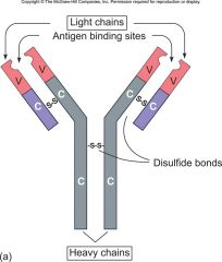 Derived from B-cells, part of the humeral immunity & the structure is 4 chains of protein, connected by disulfide bonds. There are contrast regions & variable regions. Constant remains constant & variable changes. The antigen binding site or idiotypic bin