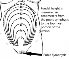 Fundal height corresponds to weeks gestation after 20 weeks. Ex: At 32 weeks, the fundal height (from pubic symphysis to top of the uterus) should be 32 cm.