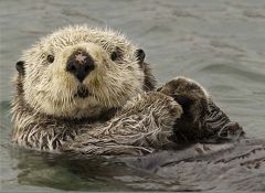 1. what organism is this?
2. what type of fur do they have? where are they found? how do river otters differ from sea otters?