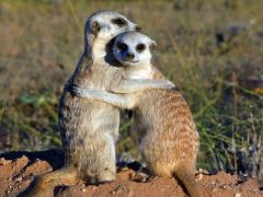 1. how are meerkats different from mongooses?
2. what behavior is seen in meerkats and what is the behavior called?