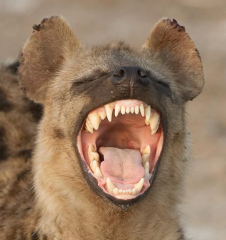 1. what do most hyena's eat? what adaptions to their digestive system have been made so they can quickly digest their prey?
2. why do they have a bear-like gait?