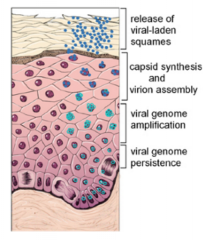 Virus indtræder subkutant (fx rifter) i huden, og ligger sig persistent i den nederste del af hudlaget inde i cellerne → INAKTIV

i takt med udskiftning af hudlag bevæger den sig opad og begynder replikation 

Virus laver hul på cellemembran...
