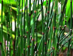 Ferms, horsetails (seeds