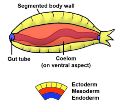 Coelomate is a superphylum type

1. Segmented body wall
=> Independent movement of segments
2. Hollow fluid filled cavity (coelom)
3. Gut tube
4. 3 Germ layers