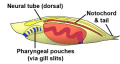 Chordate is a phylum type

1. Hollow nerve cord / neural tube
=> Ectoderm derived
2. Notochord
=> Mesoderm derived
3. Pharyngeal pouches
=> Endoderm covered by Ectoderm