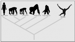 Hominidae are a family type

1. No tail
2. Large body size
3. More upright posture