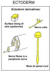 1. Brain + Spinal cord
2. Epidermis 
3. Nerve Cells
4. Nerve Fibers