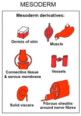 1. Dermis
2. Muscle
3. Connective Tissue
4. Vessels
5. Solid Viscera
6. Fibrous Sheaths of Nerves