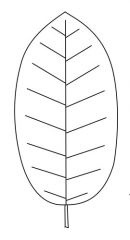 What leaf shape?