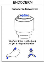 Epithelium of respiratory & gut tract
