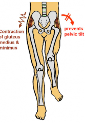 Contraction holds the unsupported leg up during 'stance phase' and it also prevents pelvic tilt