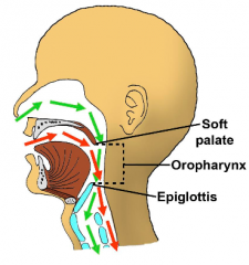 Epiglottis sits back and down
=> Air can enter/exit pharynx through mouth
=> Allows complex manipulation of air and sound