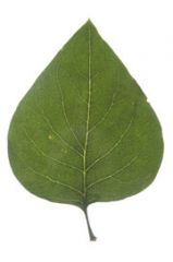 What leaf shape?