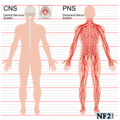 CNS = Brain + Spinal Cord
PNS = Nerves connecting body to CNS (everything else)