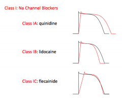 Na+ Channel Blockers
- Class IA: quinidine
- Class IB: lidocaine
- Class IC: flecainide