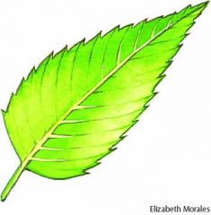 What kind of leaf margin?