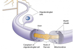 - Fatty phospholipid layer surrounding neuron axon
- Allows insulation & saltatory conduction
- It is a membraneous projection of glial cells
- Two types of glial cells produce:
  1. Oligodendrocytes (CNS)
  2. Schwaan Cells (PNS)