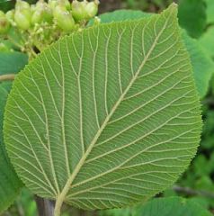 What type of leaf veinations?