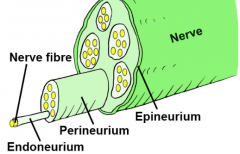 1. Individual axons surrounded by endoneurium2. Several axons arranged in a fascicle surrounded by perineurium3. Several fascicles surrounded by epineurium to form single nerve