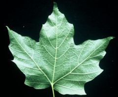 What type of leaf veinations?