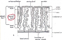Surface epithelium is part of the spongy layer, and the uterine gland is within. 