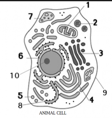 1. Mitochondrion
2. Peroxisome
3. Golgi apparatus
4. Endoplasmic reticulum (ER)
5. Vesicle
6. Nuclear envelope
7. Lysosome
8. Rough ER
9. Plasma membrane
10. Nucleolus