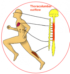 Thoracic & Lumbar (thoracolumbar outflow)