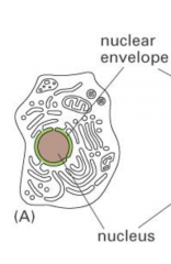 Describe the nucleus and nuclear envelope. What are their functions?