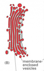 Stacks of flattened membrane-enclosed sacs (yum)
modifies & packages molecules made in the ER for export from the cell or transport w/in the cell             