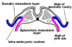 1. Splanchic Mesoderm (interior)
    + endoderm = Viscera
2. Somatic Mesoderm (exterior)
    + ectoderm = Body Wall