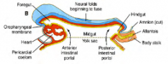 The Gut:
1. Foregut (anterior)
2. Midgut (centre)
3. Hindgut (posterior)