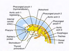 Pouches which form on the endodermal side of the pharyngeal arches
- 4 pouches with each forming specific structures