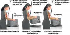 1. Isometric contraction
- Increased muscle tension
- No length change or movement
- i.e. Muscles act against immovable force
2. Isotonic contraction
i) Concentric contraction
- High muscle tension
- Muscle shortens and movement
ii) Eccentric cont...