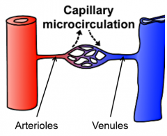 Exchange vessels between the arterioles and venules- Thinnest walled (1 cell width)- Arranged in capillary beds- Exchange mediated by hydrostatic pressure difference