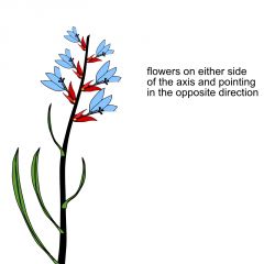 (Infloresence Type)
What type of flower?