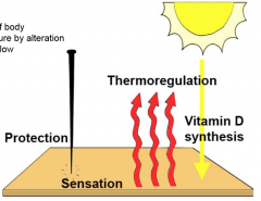 1. Protection2. Thermoregulation
3. Sensation
4. Vitamin D synthesis