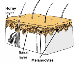Corneum = the topmost layer of the epidermis (keratinocytes + melanocytes)

Basalis = the bottom layer of the epidermis
(basal cells)