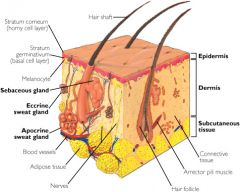 1. Blood Vessels 2. Arrector Pili Muscles
3. Sweat glands
4. Sebaceous glands
5. Hair follicle
6. Nail roots (dead keratenous cells)
7. Sensory nerve endings
