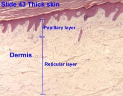 1. Papillary Layer- Superficial to reticular layer
- Collagenous connective tissue
- Interface of epidermis & dermis
2. Reticular Layer
- Elastic tissue
- Provides strength & flexibility