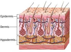 Hypodermis is largely composed of subcutaneous tissue which is highly areolar=> point of insertion for hypodermic needles as fluid can travel and diffuse through holes