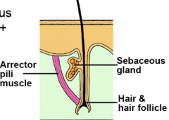 Hair follicle + Sebaceous gland + Arrector pili