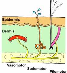 1. Vasomotor- costriction/dilation of blood vessels

2. Sudomotor
- stimulation of sweat glands
3. Pilomotor
- control of arrector pili