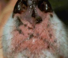 A 10 year old dog presents with pruritis and depigmentation of his nasal planum. Which of the following is most likely?


a) Dermatophytosis

b) Pemphigus Folliaceous

c) Dermatophilosis

d) Surface Pyoderma

e) Atopic Dermatitis

f) Epitheliotrop...