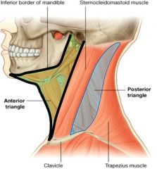 the anterior triangle and posterior triangle 