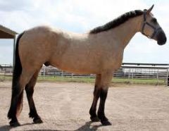 Coat color is a single dilution of bay; Darker or black legs as well as black mane/tail. NO dorsal stripe present.