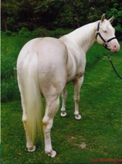 A double dilution of chestnut. The coat color and mane are uniformly white with no darker points. Eyes are light-colored.
